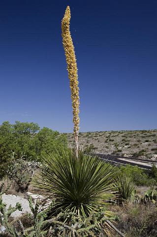 066 Carlsbad Caverns National Park.jpg